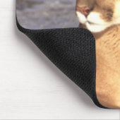 Cougar-Erholung Mousepad (Ecke)