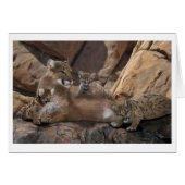 Cougar-Familie (Vorderseite (Horizontal))