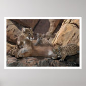 Cougar-Familie Poster (Vorne)
