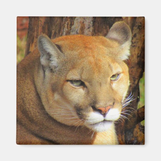 Cougar / Florida Panther Magnet (Vorne)