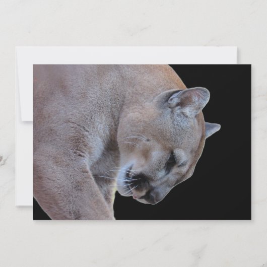 Cougar / Florida Panther / Puma-Flachkarte (Vorderseite)
