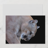 Cougar / Florida Panther / Puma-Flachkarte (Vorne/Hinten)