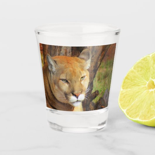 Cougar / Florida Panther / Puma Shotglas Schnapsglas (Vorderseite)