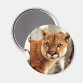 Cougar-Foto-Malerei Magnet (Vorderseite/Rückseite)