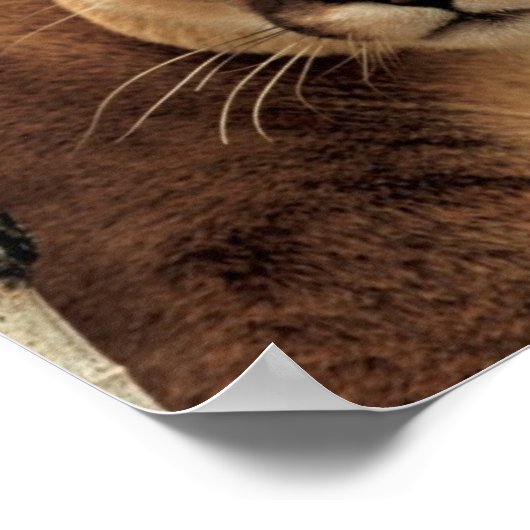 Cougar Fotograf Poster (Ecke)