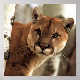 Cougar Fotograf Poster