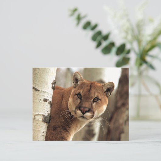 Cougar Fotograf Postkarte (Stehend Vorderseite)
