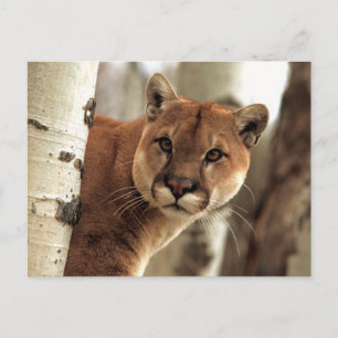 Cougar Fotograf Postkarte