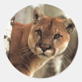 Cougar Fotograf Runder Aufkleber (Vorderseite)