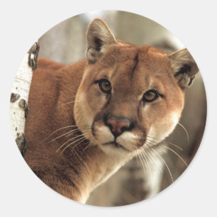 Cougar Fotograf Runder Aufkleber