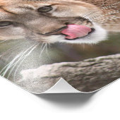 Cougar Fotografie Print (Ecke)