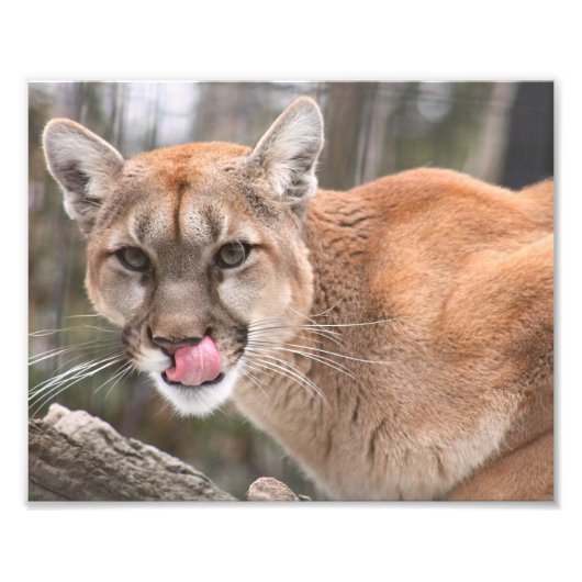 Cougar Fotografie Print (Vorne)