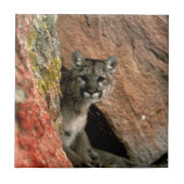 Cougar - Gebirgslöwe-Foto Fliese (Vorderseite)