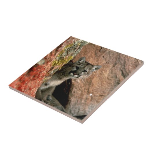 Cougar - Gebirgslöwe-Foto Fliese (Seite)