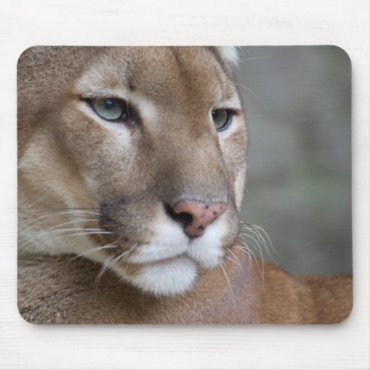 COUGAR Gesicht Augen Makro Katzen wild Mousepad (Vorne)