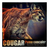 COUGAR：Glossy Poster (Vorderseite)