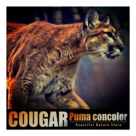 COUGAR：Glossy Poster