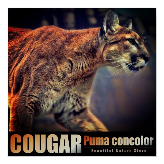 COUGAR：Glossy Poster (Vorderseite)