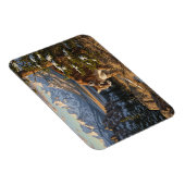 Cougar in Rocky Mountain National Park Travel Magnet (Rechte Seite)