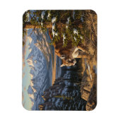 Cougar in Rocky Mountain National Park Travel Magnet (Vertikal)