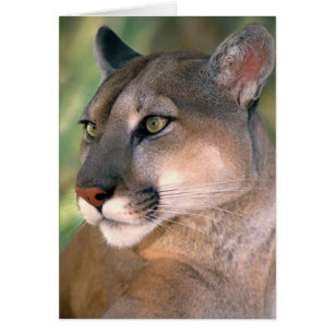 Cougar, Kalifornien