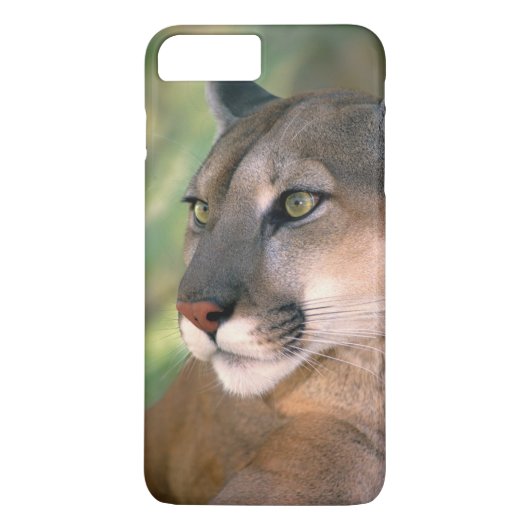 Cougar, Kalifornien Case-Mate iPhone Hülle (Rückseite)