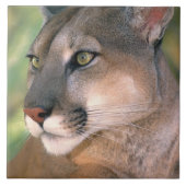 Cougar, Kalifornien Fliese (Vorderseite)