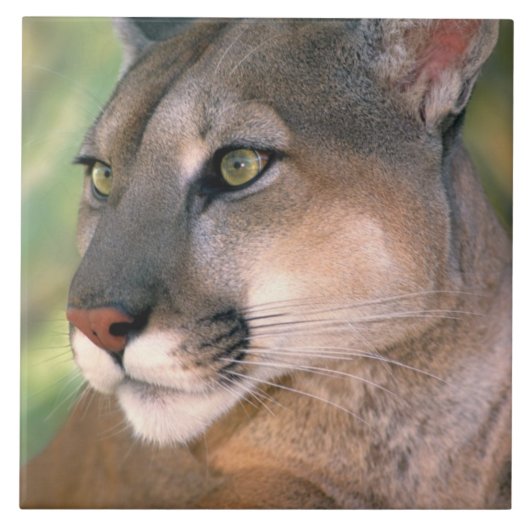 Cougar, Kalifornien Fliese (Vorderseite)