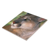 Cougar, Kalifornien Fliese (Seite)