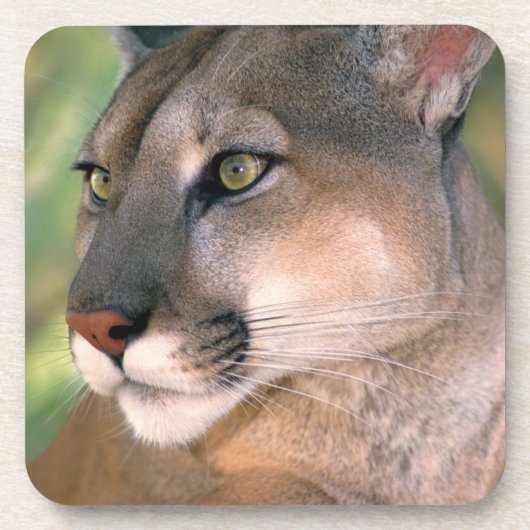 Cougar, Kalifornien Getränkeuntersetzer (Vorderseite)