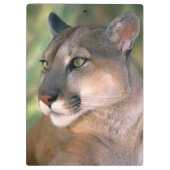 Cougar, Kalifornien Klemmbrett (Rückseite)