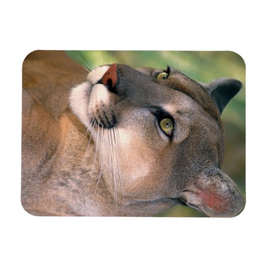 Cougar, Kalifornien Magnet (Horizontal)