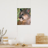 Cougar, Kalifornien Poster (Küche)
