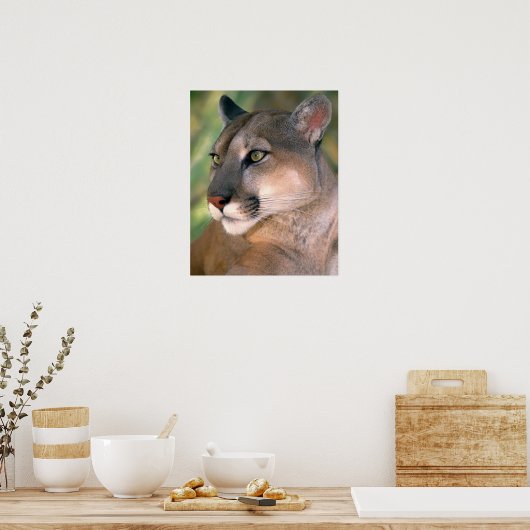 Cougar, Kalifornien Poster (Küche)