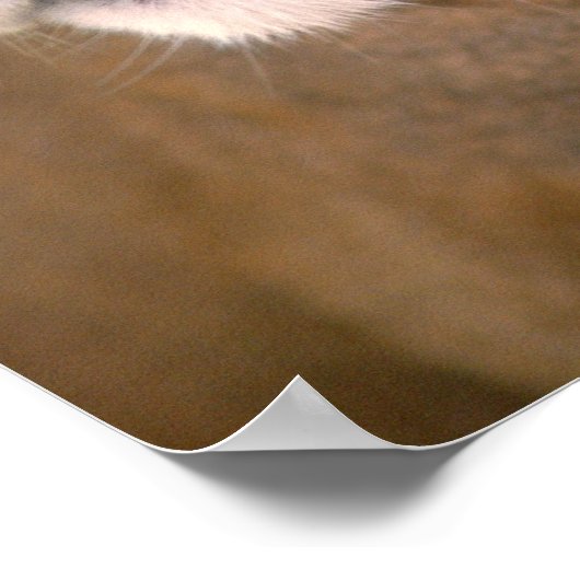 Cougar, Kalifornien Poster (Ecke)