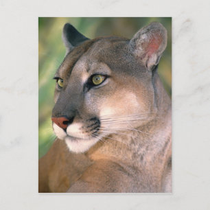 Cougar, Kalifornien Postkarte