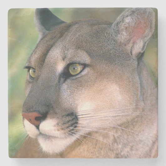 Cougar, Kalifornien Steinuntersetzer (Vorderseite)