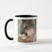 Cougar, Kalifornien Tasse (Links)