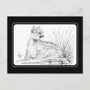 Cougar Kitten Postcard Postkarte