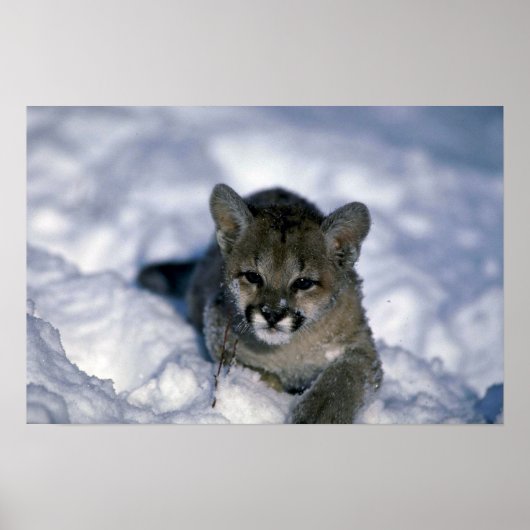 Cougar-kleiner Schnee Poster (Vorne)