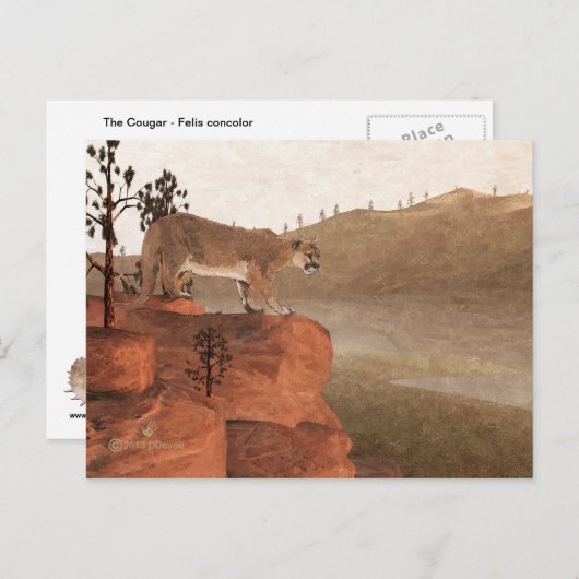 Cougar - Konzentration Postkarte (Vorne/Hinten)
