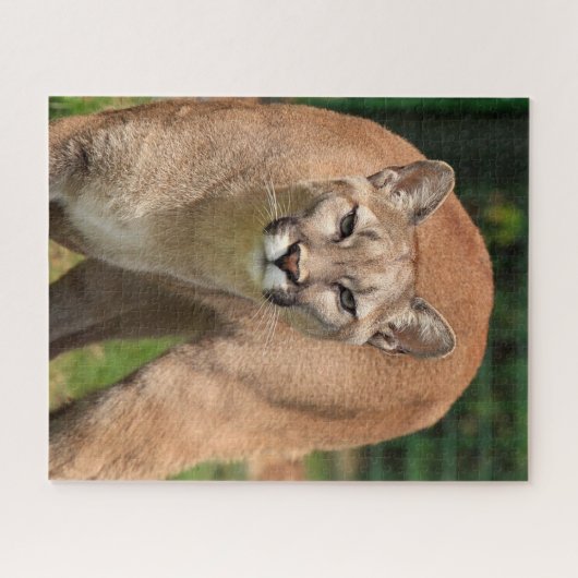 Cougar Lion Jigsaw Puzzle (Horizontal)