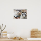 Cougar, Löwe, Panther Florida, Puma 2 Poster (Küche)
