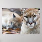 Cougar, Löwe, Panther Florida, Puma 2 Poster (Vorne)