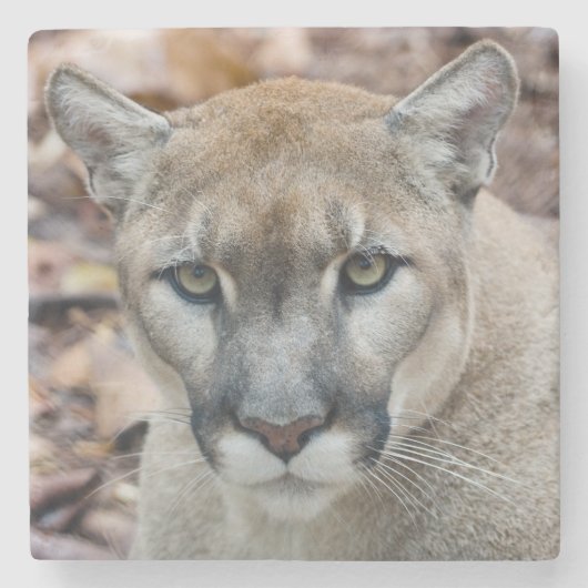 Cougar, Löwe, Panther Florida, Puma 2 Steinuntersetzer (Vorderseite)