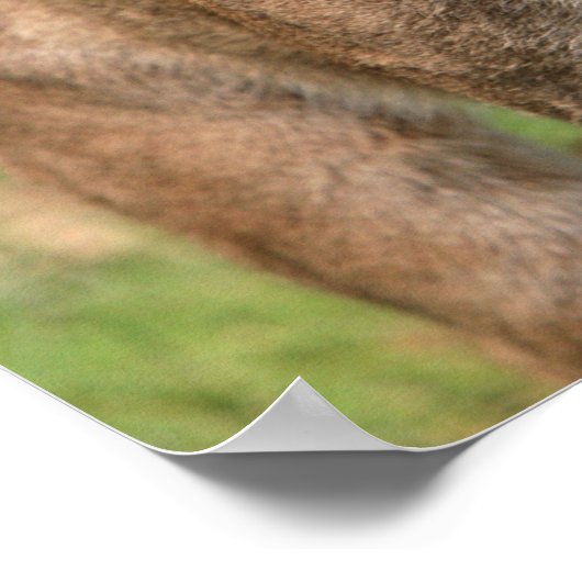 Cougar, Löwe Poster (Ecke)