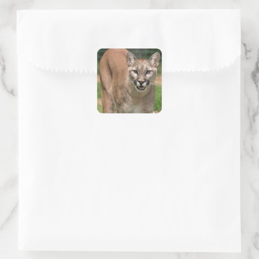 Cougar, Löwe Quadratischer Aufkleber (Tasche)