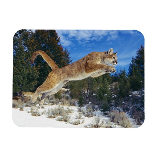 Cougar Magnet (Horizontal)