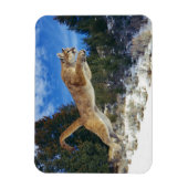 Cougar Magnet (Vertikal)