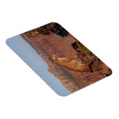 Cougar Magnet (Rechte Seite)